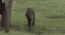 Elephant Baby Elephant GIF - Elephant Baby Elephant Slip GIFs
