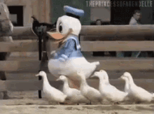 Donald Duck Actual Ducks GIF - Donald Duck Actual Ducks Ducks GIFs