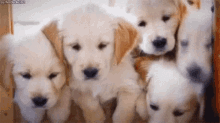 Golden Retriever Puppies GIF - Golden Retriever Puppies GIFs