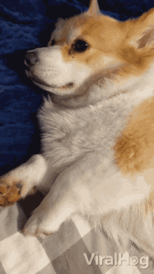 Sleepy Dog Viralhog GIF - Sleepy Dog Viralhog Tired Dog GIFs