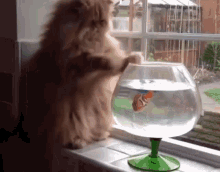 Cat Fluffy GIF - Cat Fluffy Fishbowl GIFs