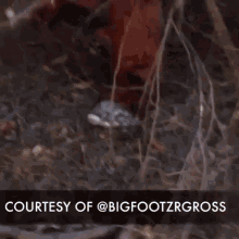 Four Rest Films Big Foot GIF - Four Rest Films Big Foot Gross GIFs