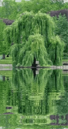 Tree Pond GIF - Tree Pond Green GIFs