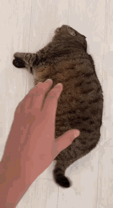 Chonky Cat Cats GIF - Chonky Cat Chonk Cats GIFs