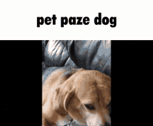 Pet Paze Dog Pet Dog GIF - Pet Paze Dog Paze Dog Paze GIFs