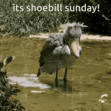 Shoebill Sunday GIF - Shoebill Sunday Shoebill Sunday GIFs