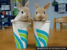Bunnies Bunny GIF - Bunnies Bunny Cups GIFs
