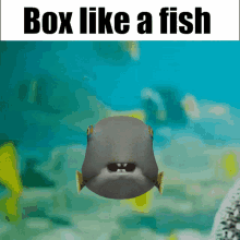 Box Fish GIF - Box Fish Fishe GIFs