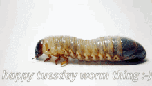 Worm Thing GIF - Worm Thing GIFs