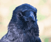 Crow Wink GIF - Crow Wink Crow Monthly GIFs
