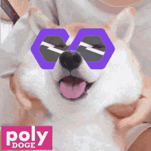 Polydoge Memecoin GIF - Polydoge Polydog Memecoin GIFs