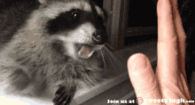 Raccoon Hivefive GIF - Raccoon Hivefive GIFs
