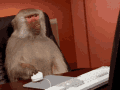 monkey-computer.gif