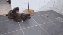 Funny Animals Cute GIF - Funny Animals Cute Kittens GIFs