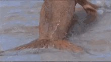 rikki chadwick h2o just add water mermaid cariba heine