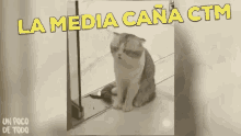 Funny Animals Gatoborracho GIF - Funny Animals Gatoborracho Cat GIFs