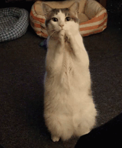 El GIF animado de Please Please Pretty Please Cat perfecto para tus convers...
