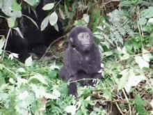 Baby Gorilla Fail GIF - Baby Gorilla Fail Strong GIFs