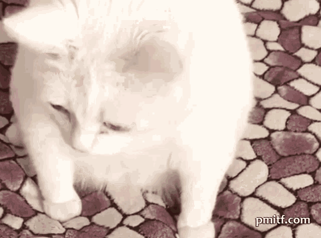 Cat Meme Face Cat Puke GIF - Cat Meme Face Cat Meme Cat Puke - Discover &amp;  Share GIFs