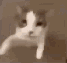 cat kiss cat kiss