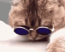 cat ayasan cat ayasan