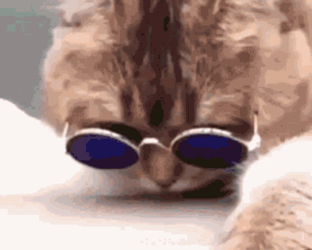 Cat Ayasan GIF - Cat Ayasan GIFs