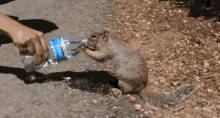 Squirrel Drinking Water GIF - Squirrel Drinking Water Thirsty GIFs
