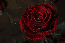 dark red rose lov rose7 love rose5