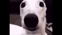 Dog Scared GIF - Dog Scared GIFs