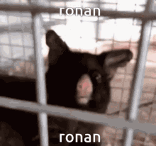 Ronan Ronan Lol GIF - Ronan Ronan Lol GIFs