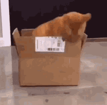 Cat Feline GIF - Cat Feline Cardboard Box GIFs