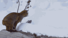 Pajo Monaghan Bobcat Pajo GIF - Pajo Monaghan Bobcat Pajo Jump GIFs