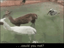 Goat Could You Not GIF - Goat Could You Not Animals GIFs