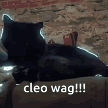 Cleo Miss Cleo GIF - Cleo Miss Cleo Cat GIFs