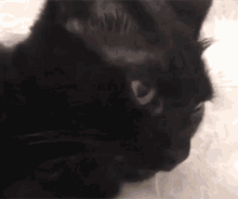 Cat Blep Cat Tongue GIF - Cat Blep Cat Tongue Blep GIFs