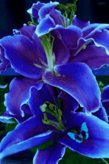 flowers for