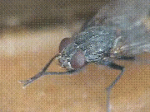 fly-insect.gif