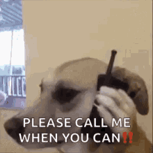 dog call phone call me