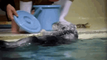 Otter Funny Animals GIF - Otter Funny Animals Cute GIFs