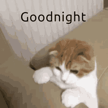 Good Night Cat Gif GIF - Good Night Cat Gif - Discover & Share GIFs