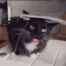 Cat Drinking Water GIF - Cat Drinking Cat Water GIFs