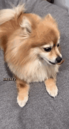 Doggy Tongue Out GIF - Doggy Dog Tongue Out GIFs