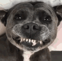 Funny Dog Smiling GIF - Funny Dog Smiling Showing Teeth Dog GIFs