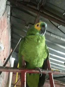kiko bird parrot