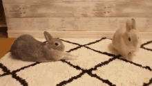 Bunny Bunnies GIF - Bunny Bunnies Rabbit GIFs