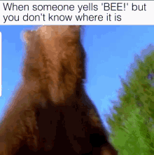 Bears When Someone Yells Bee But You Dont Know Where It Is GIF - Bears When Someone Yells Bee But You Dont Know Where It Is GIFs