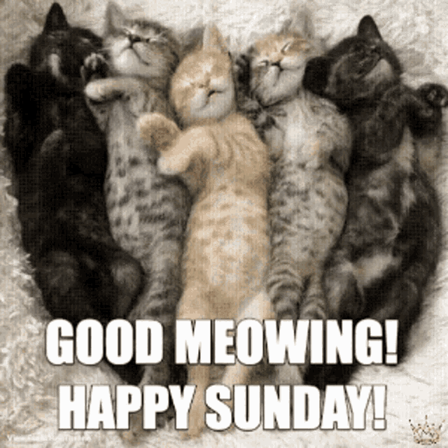 Sunday Sunday Morning GIF - Sunday Sunday Morning Cats GIFs