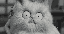 Mr Whiskers Mr Moustache GIF - Mr Whiskers Mr Moustache Cat GIFs
