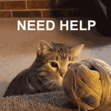 Need Help Cat GIF - Need Help Help Cat GIFs