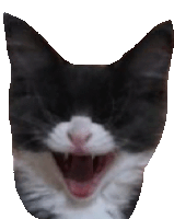 Cat Tequila Cat Sticker - Cat Tequila Cat Laugh Stickers